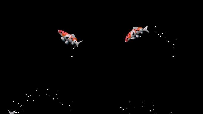 鲤鱼锦鲤跳跃透明通道视频