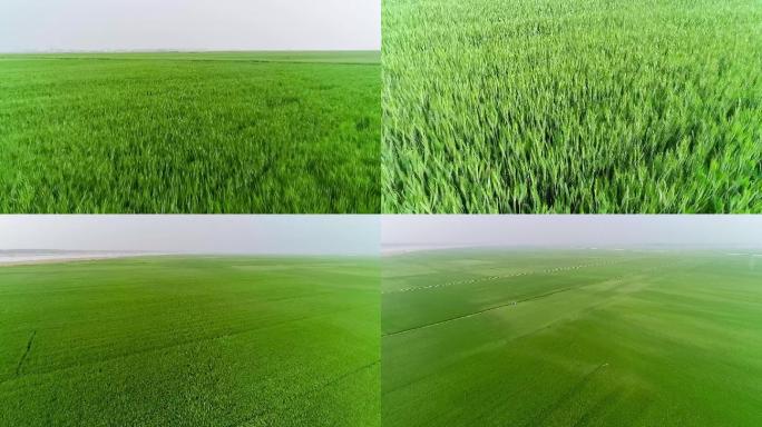 航拍平原小麦