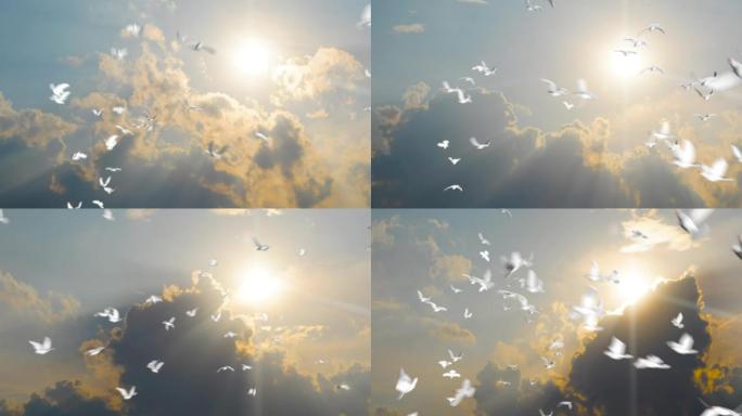 白色鸽群飞舞，鸽子飞翔，和平鸽在蓝天飞翔
