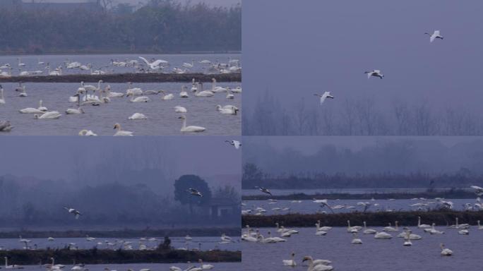 6K天鹅空降湖面一组