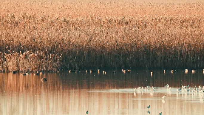 芦苇荡湖面越冬的鸟群