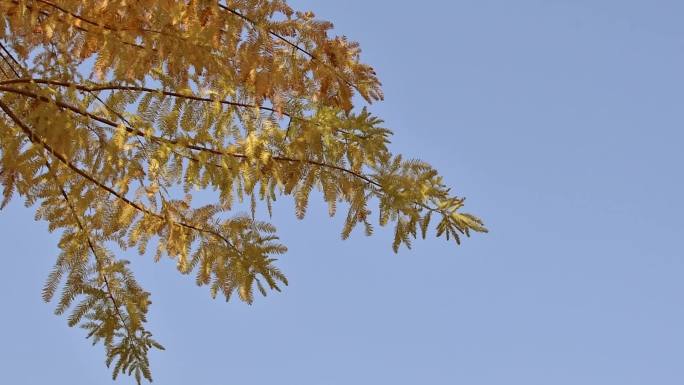 秋色水杉随风飘荡