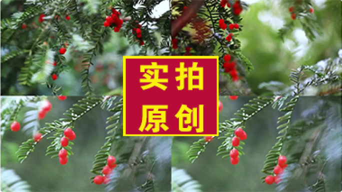 挂满枝头红豆杉果实特写一组