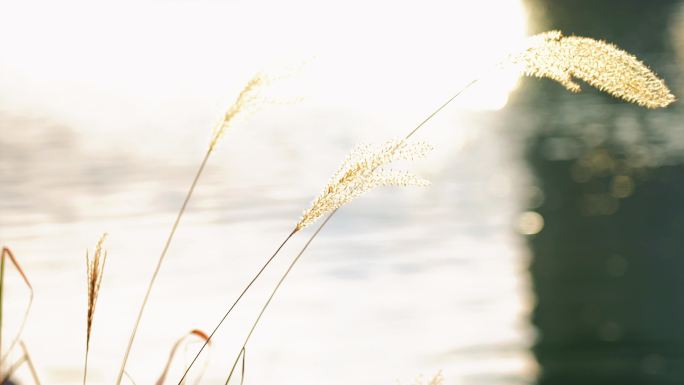 波光粼粼的湖面 金色的芦苇