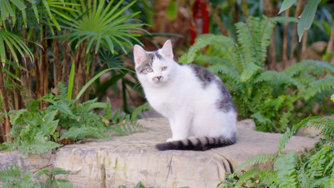 一只小花猫-花园小猫