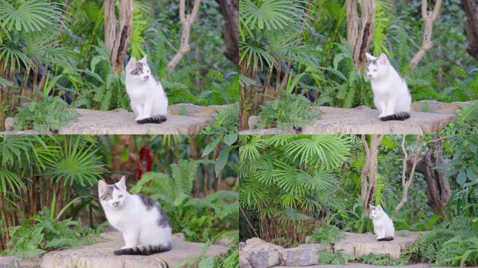 一只小花猫-花园小猫