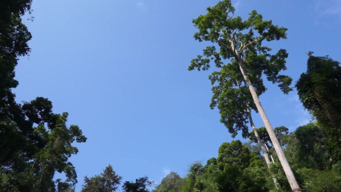 云南 勐腊 望天树 自然环境 空镜 景区