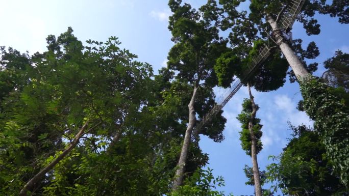 云南 勐腊 望天树 自然环境 空镜 景区