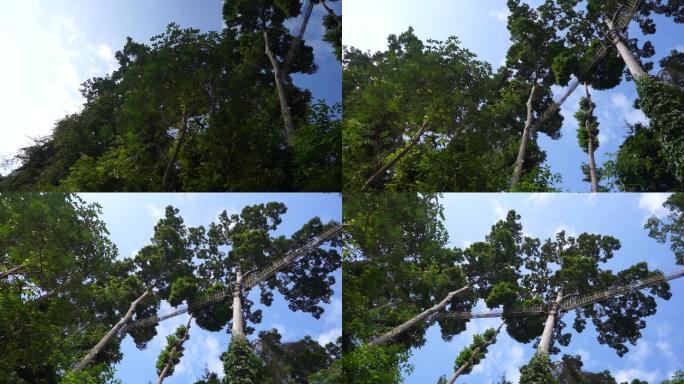 云南 勐腊 望天树 自然环境 空镜 景区