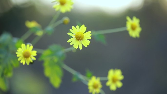 野菊花特写一组