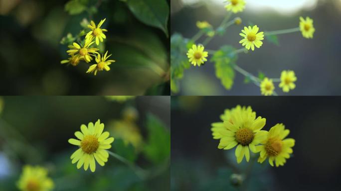 野菊花特写一组