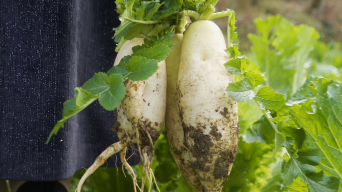 拔萝卜视频素材有机蔬菜绿色农产品白萝卜