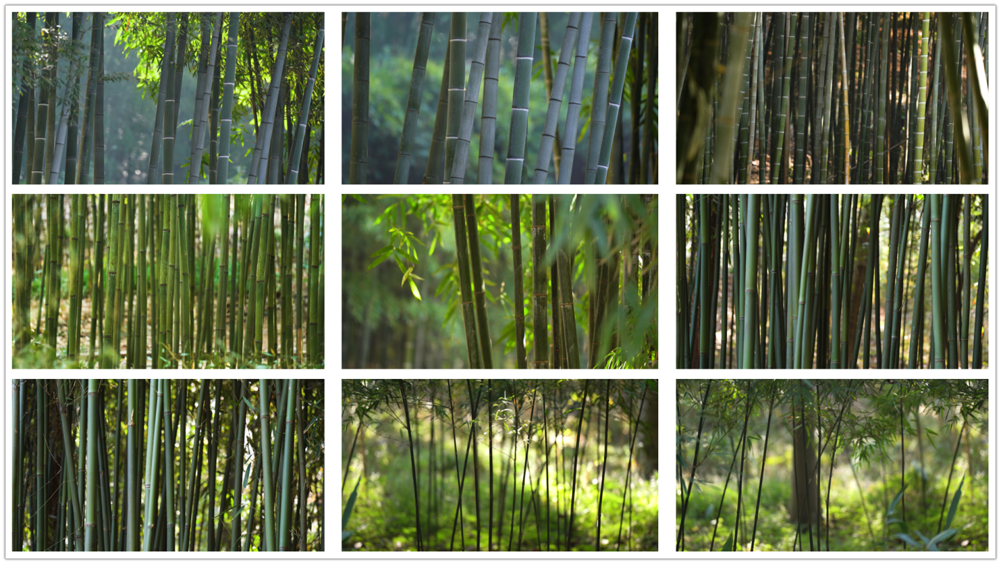 各种竹子竹林合集