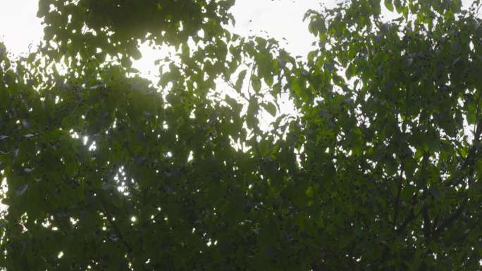 4K50写意唯美风光树木梦境阳光穿过树叶