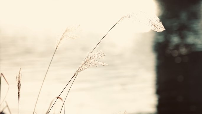 冬日暖阳 湖边芦苇飘荡