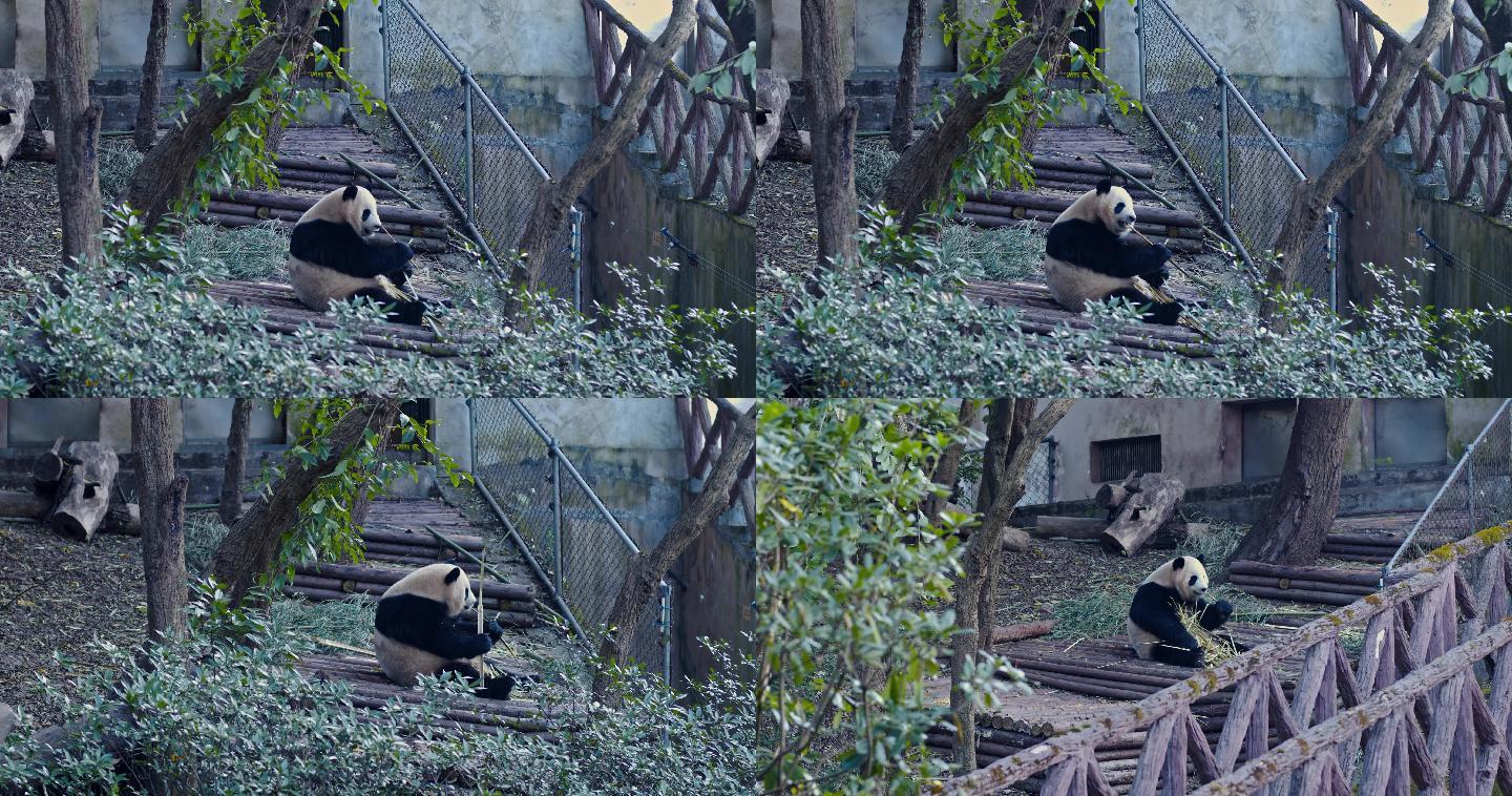 大熊猫吃竹子素材