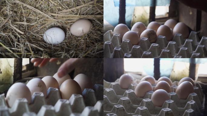 农村散养土鸡蛋捡鸡蛋
