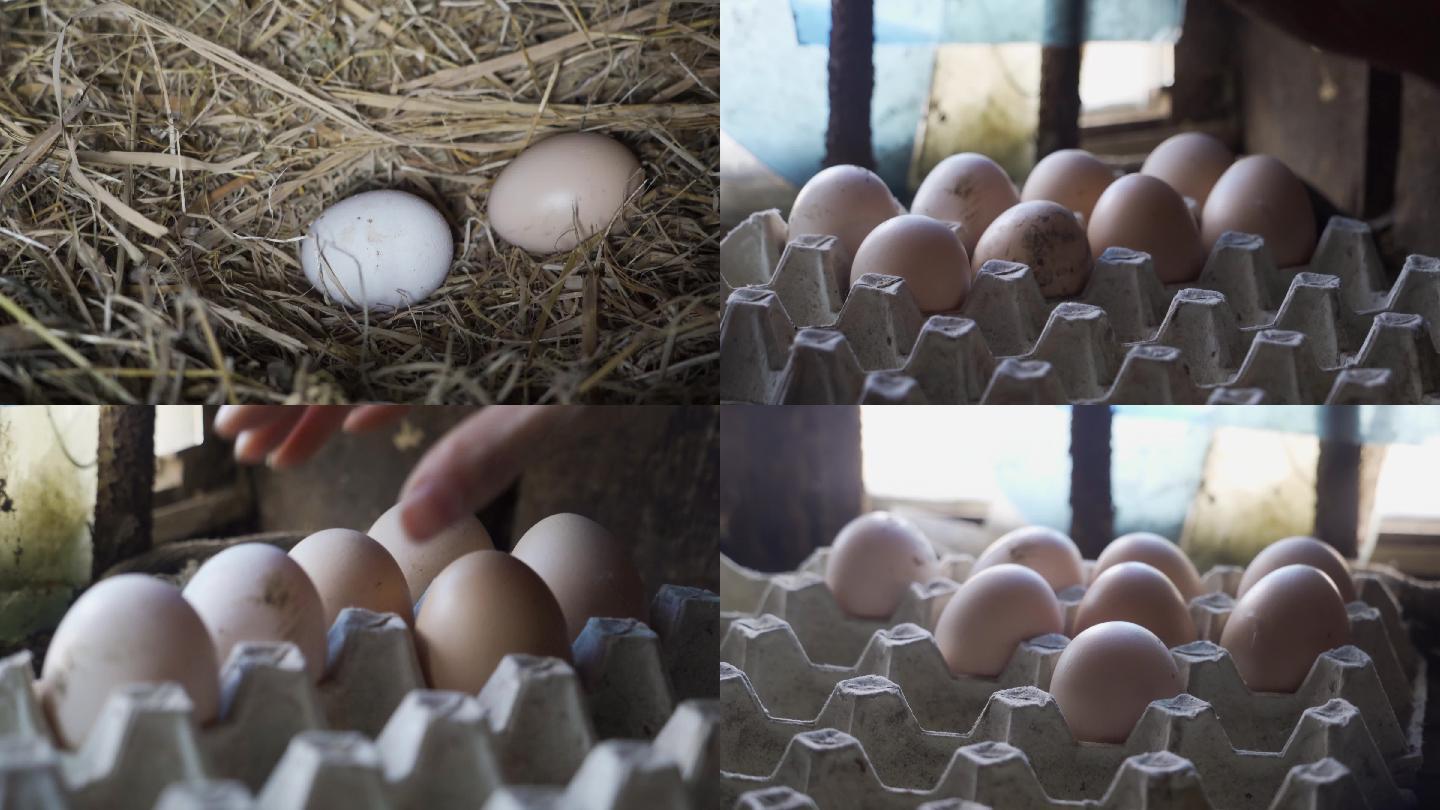 农村散养土鸡蛋捡鸡蛋