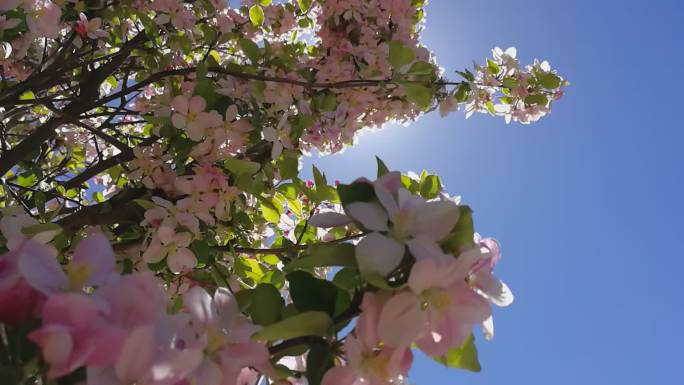 四月的海棠花