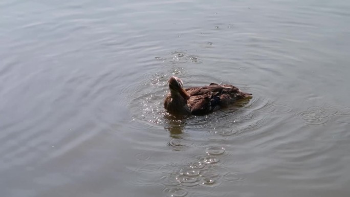 鸭子湖中戏水嬉戏抖翅膀洗羽毛