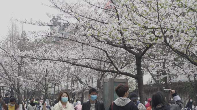 南京 樱花 拍摄 樱花地 人文拍摄