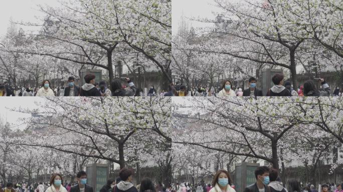南京 樱花 拍摄 樱花地 人文拍摄