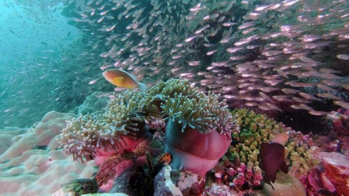 水下珊瑚礁生态系统