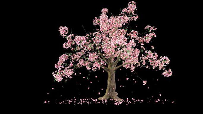 桃花树生长开花摇曳-带透明通道