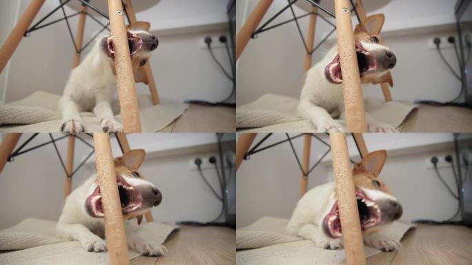 狗咬木椅。宠物对财产和家具的损害