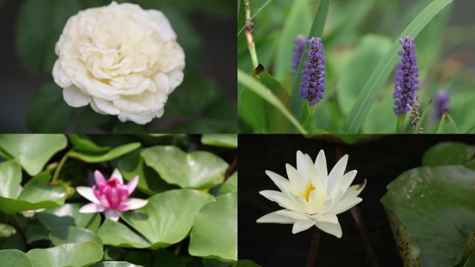 原创花朵特写镜头