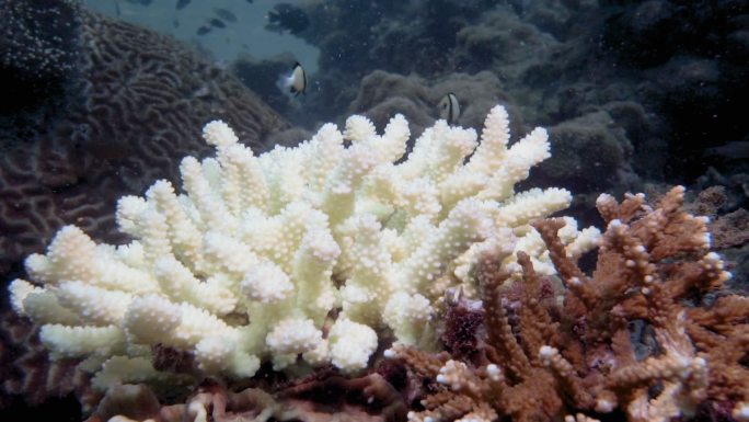 水下珊瑚海洋鱼类珊瑚漂白