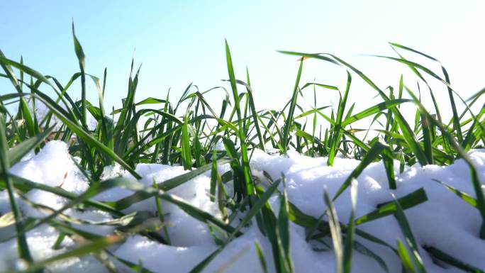 4k7条冬雪花覆盖麦苗麦地特写远景素材