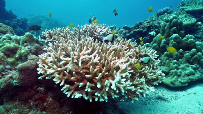 水下鹿角珊瑚漂白大美风光美丽风景