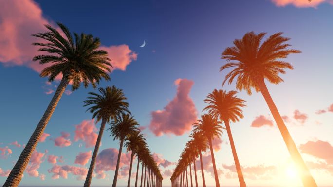 开车穿过棕榈树3D动画场景背景夕阳黄昏