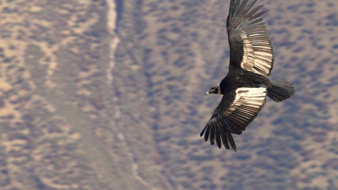 秃鹰飞行自然美景旅游目的地早晨