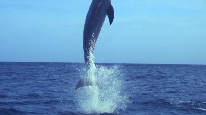 海豚湿地海滩海洋