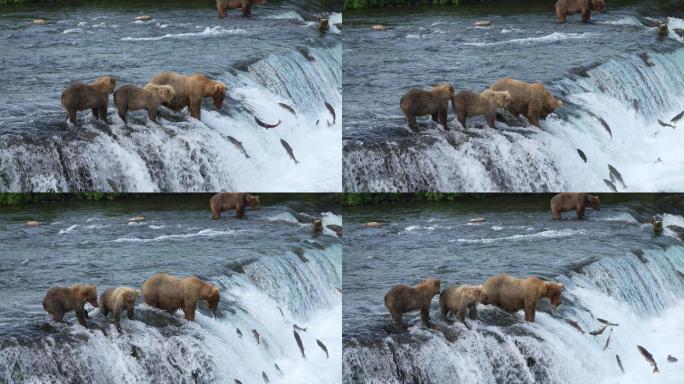 棕熊和她的两个幼崽正在捕捉鱼