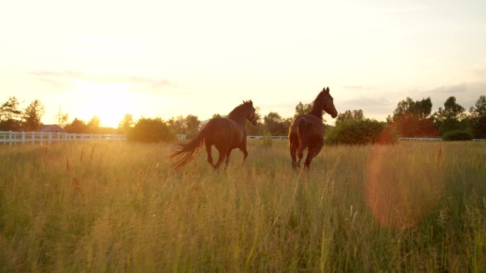 两匹美丽的深棕色马在广阔的草地上快速奔跑