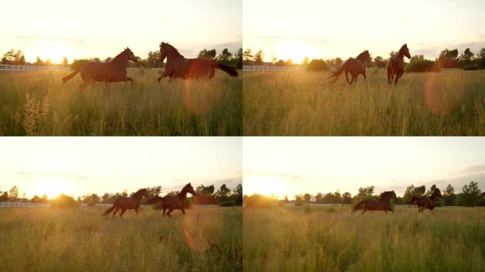 两匹美丽的深棕色马在广阔的草地上快速奔跑