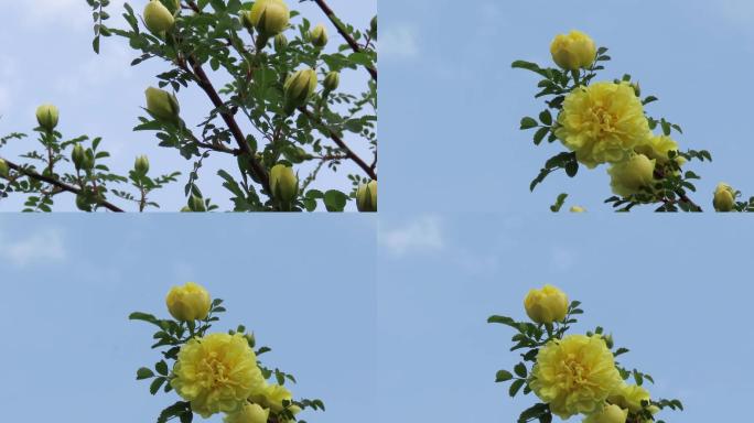 重瓣黄刺梅花蕾花朵4k