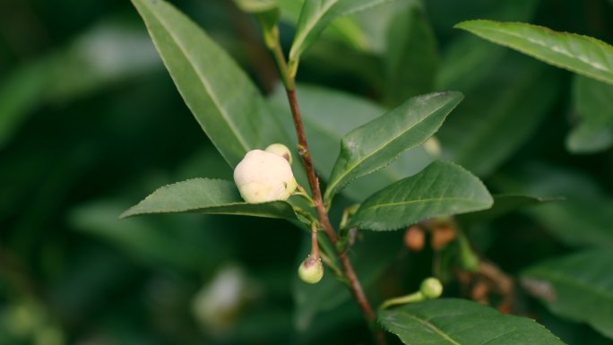 山茶花苞