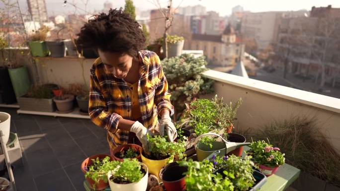 女人在种植植物国外外国盆景花卉绿植栽花