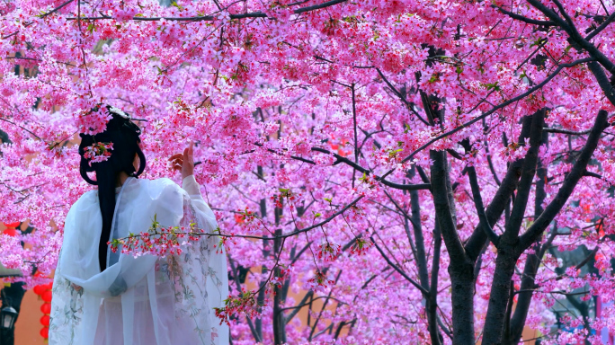 樱花春天风景欢乐休闲景色美女