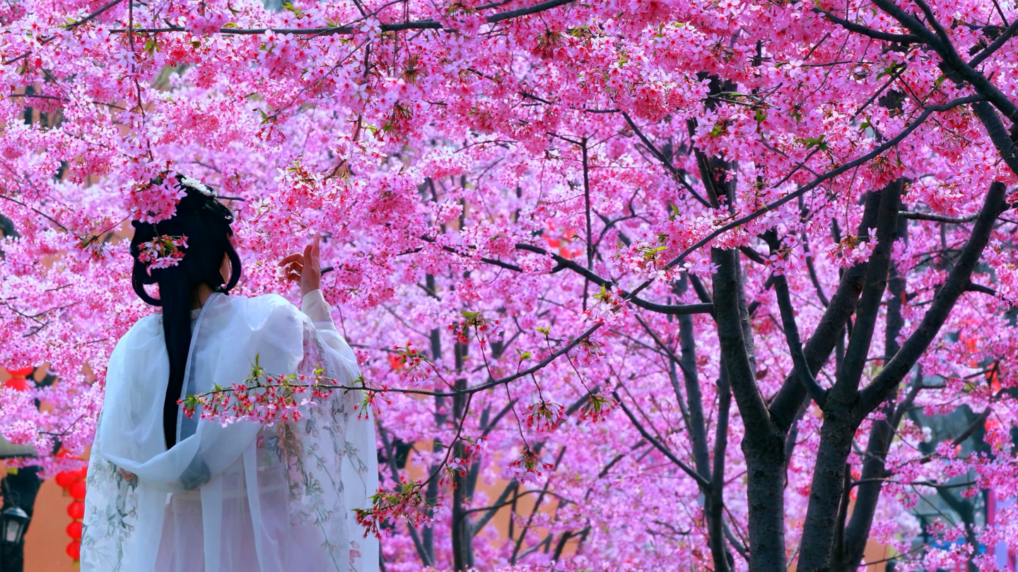 樱花春天风景欢乐休闲景色美女