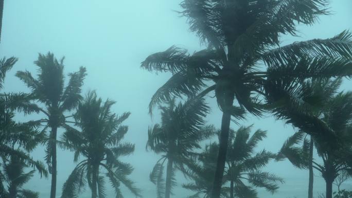 风暴吹动椰子树风暴飓风-风暴椰子树