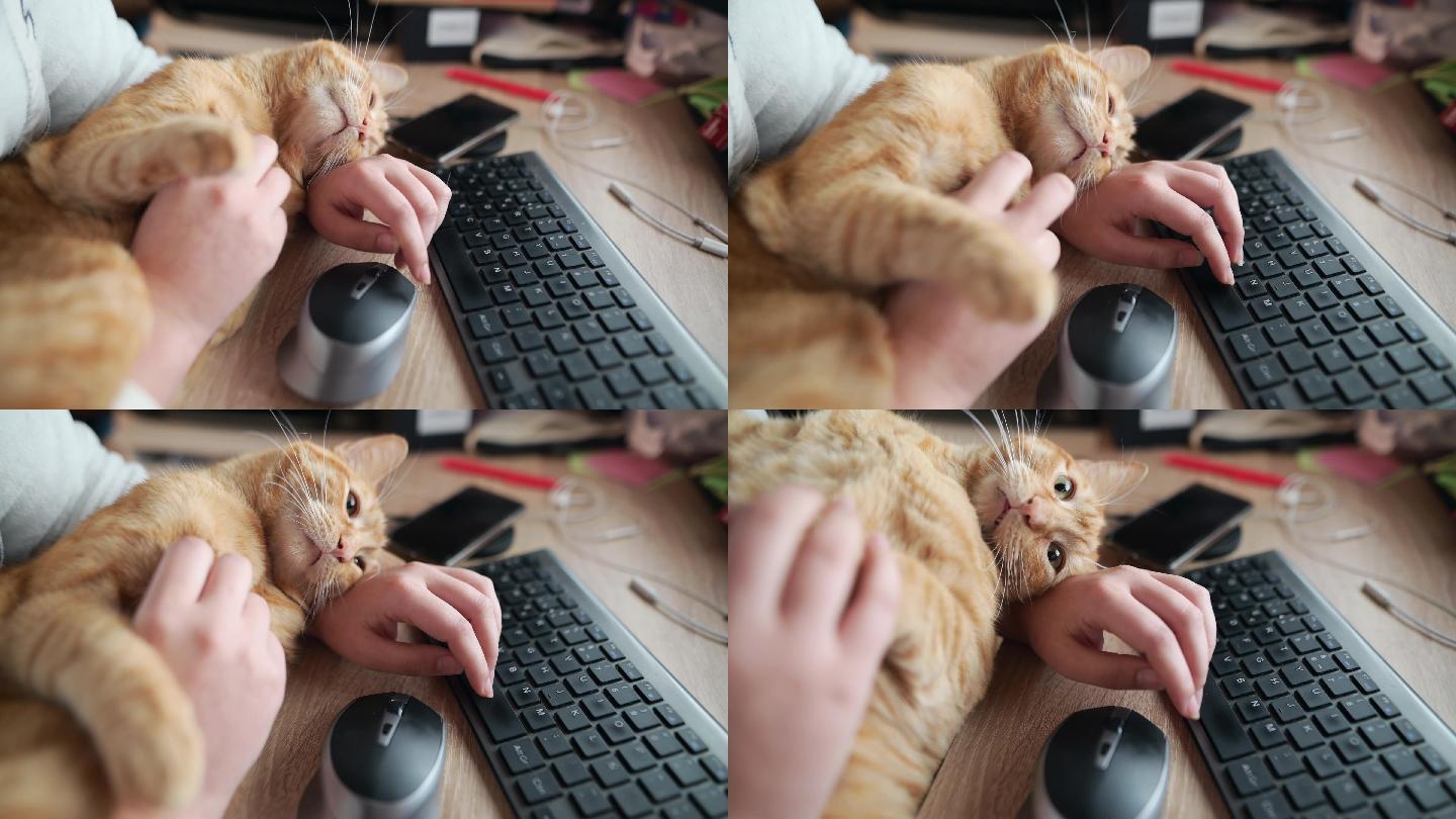 用电脑抚摸猫现代人撸猫工作轻松愉快生活