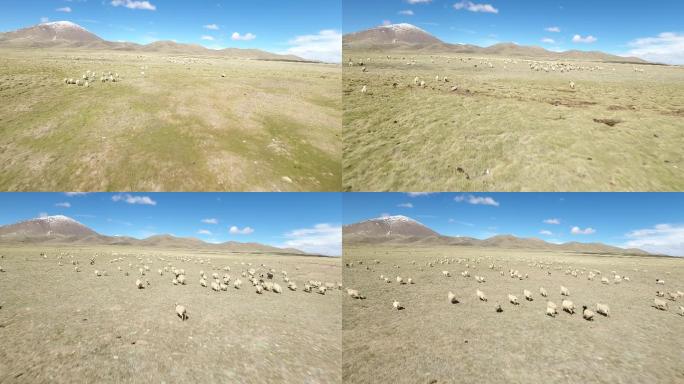 草原 奔跑的羊群 航拍