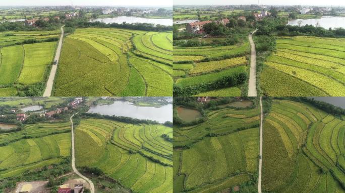 邮政车行驶在乡村的路上水稻粮食种植基地