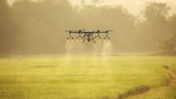 农业雄蜂飞向稻田喷洒肥料。