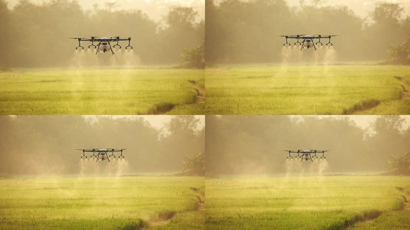 农业雄蜂飞向稻田喷洒肥料。